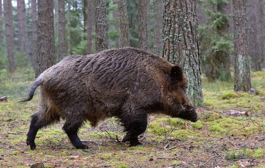  Unións Agrarias pide a tecores y Medio Ambiente iniciar las batidas de jabalí para proteger el maíz