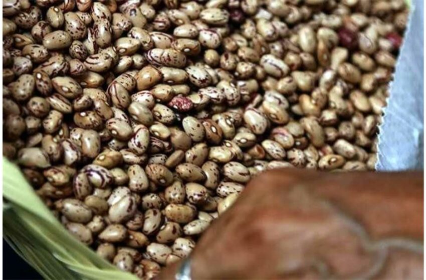  Frijoles, un alimento cuyo precio sí ha bajado – El Diario de Juárez