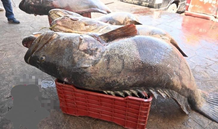  Pescadores de Atasta capturan seis meros de más de 150 kilogramos – La Jornada Maya