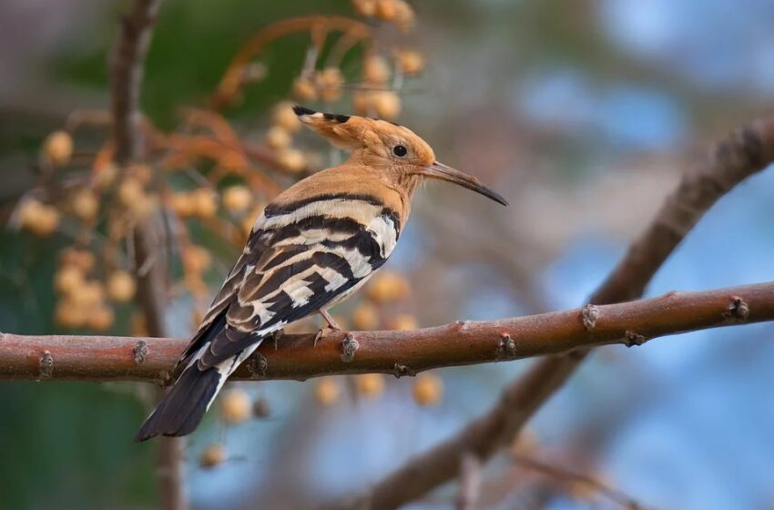  La banda sonora de las aves, más simple y monocorde – Ambientum