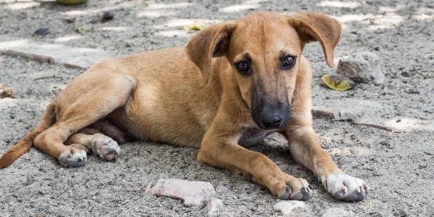  México es el país con más perros callejeros de América Latina