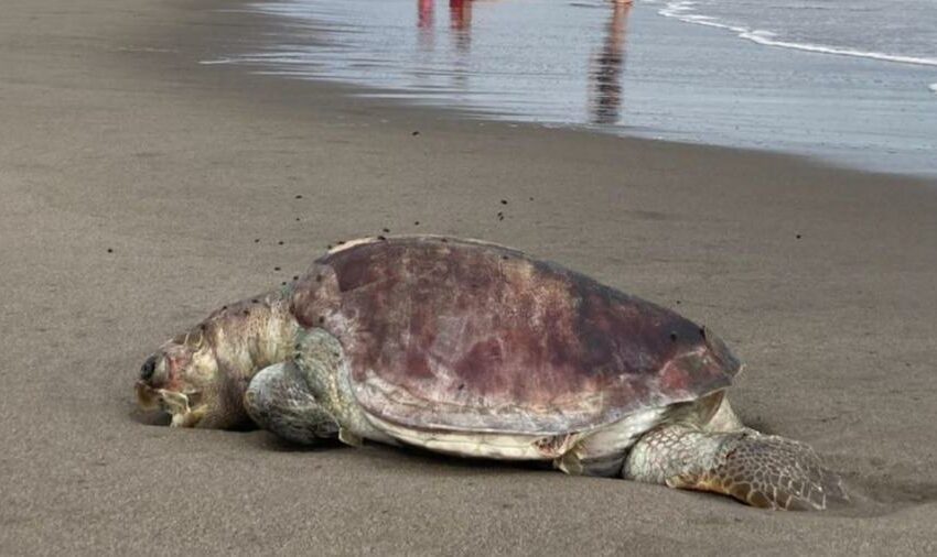  Reportan la muerte de 226 tortugas en costas de Chiapas, en menos de dos meses