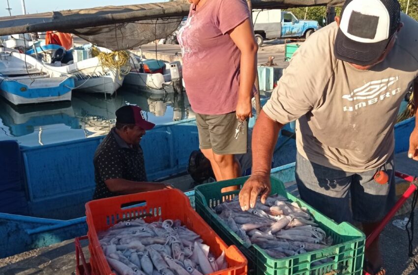  Arribazón de calamar en Yucatán: esto cuesta el kilo en Progreso