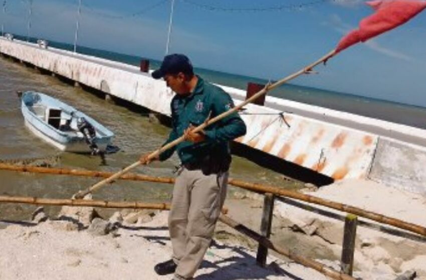  Se acerca otra marea roja a Yucatán: ¿Dónde se ubican los nuevos manchones?