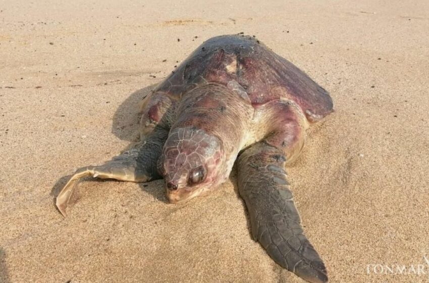  Pesca ilegal en BCS: En "chinchorros" se han encontrado 20 tortugas enredadas | Radio Fórmula