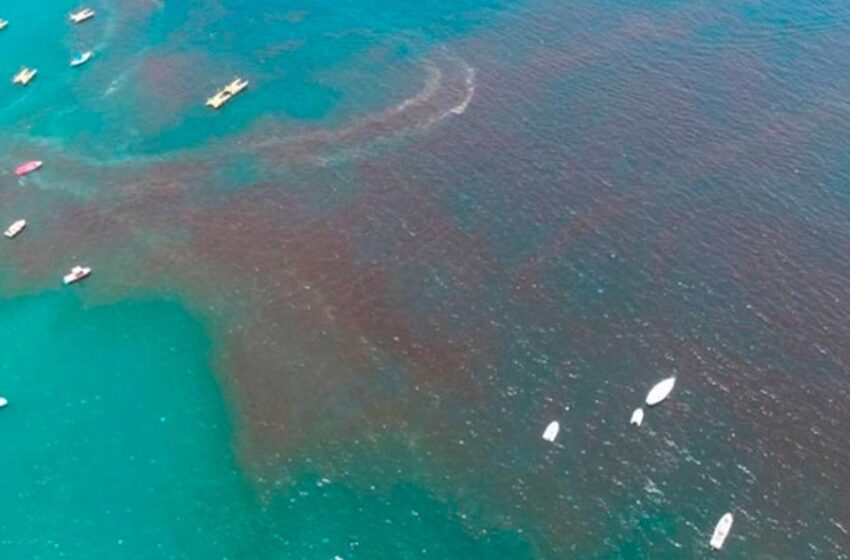  Marea Roja avanza frente a costas de Yucatán | La Verdad Noticias