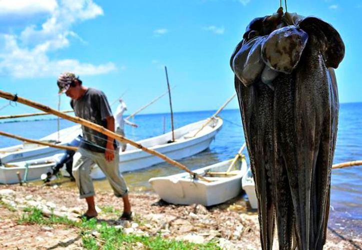  Pesca de pulpo no ha dejado los volúmenes esperados en Yucatán – Grupo SIPSE