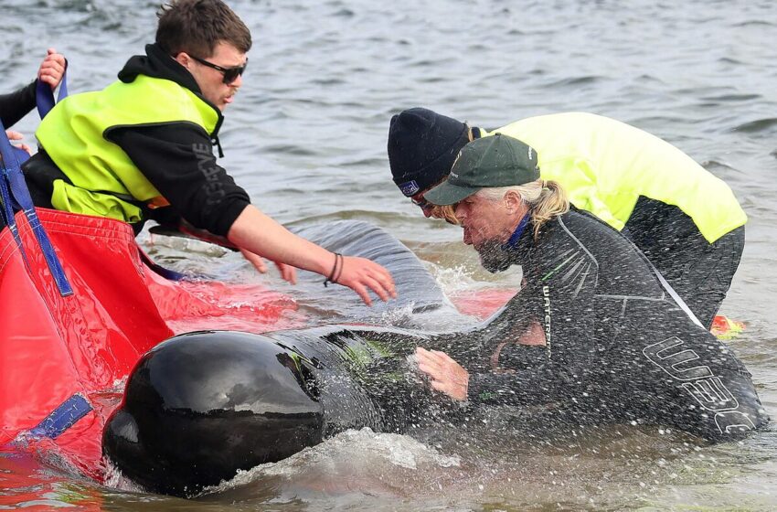  Mueren 200 ballenas tras quedar varadas en una remota playa de Australia