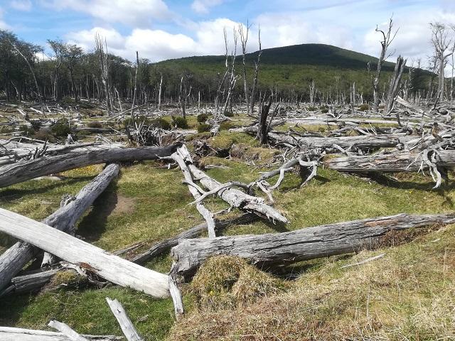  MINISTERIO DEL MEDIO AMBIENTE Y CFT DE MAGALLANES FIRMAN CONVENIO PARA …