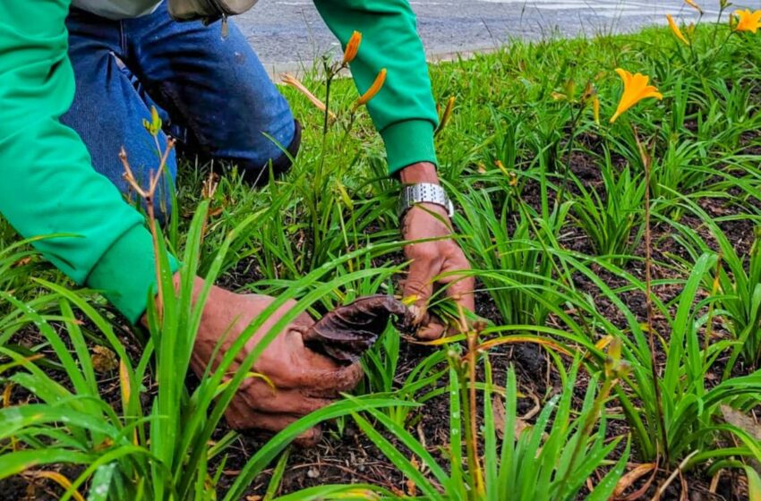  Secretaría de Medio Ambiente y la fundación Fesco han sembrado cerca de 2.000 lirios …