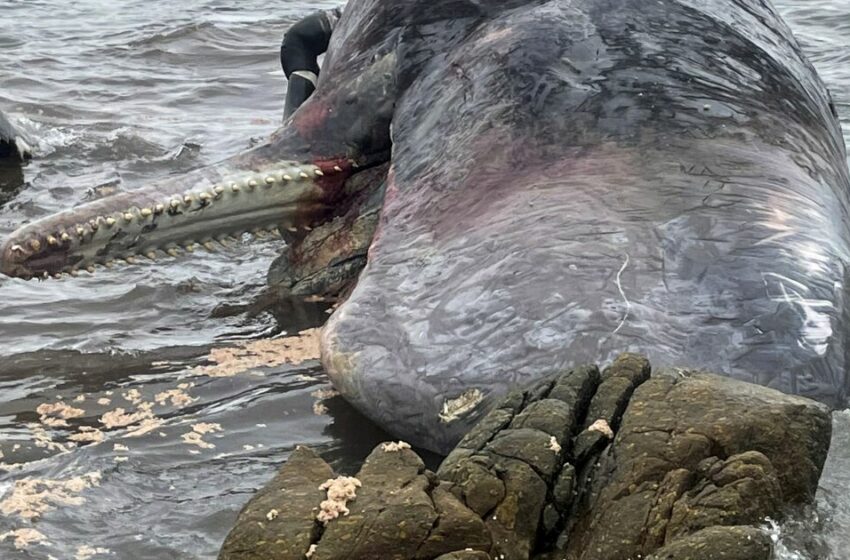  Aparecen 14 cachalotes varados en una isla australiana – Los Angeles Times