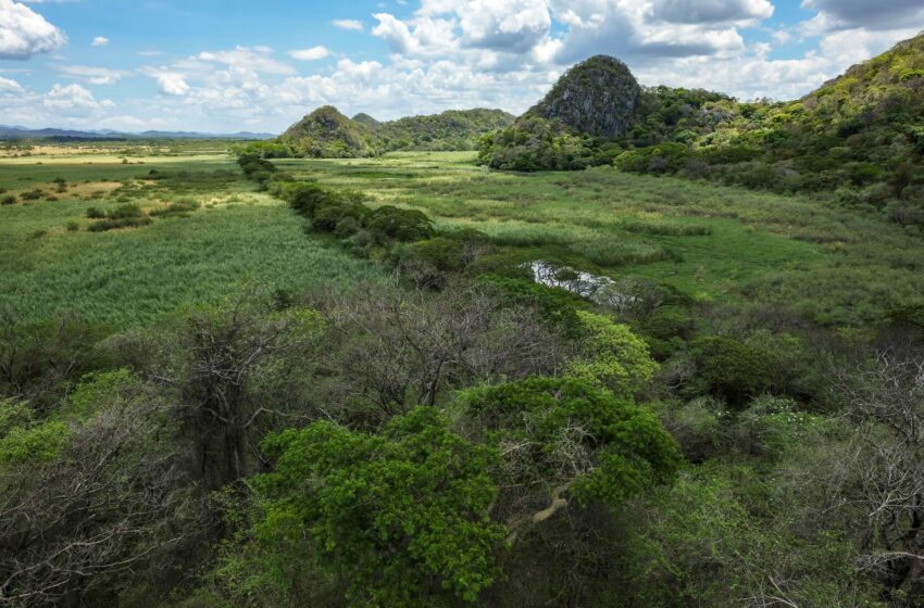  Cómo es defender el medio ambiente en la región más desigual del mundo – EFEverde