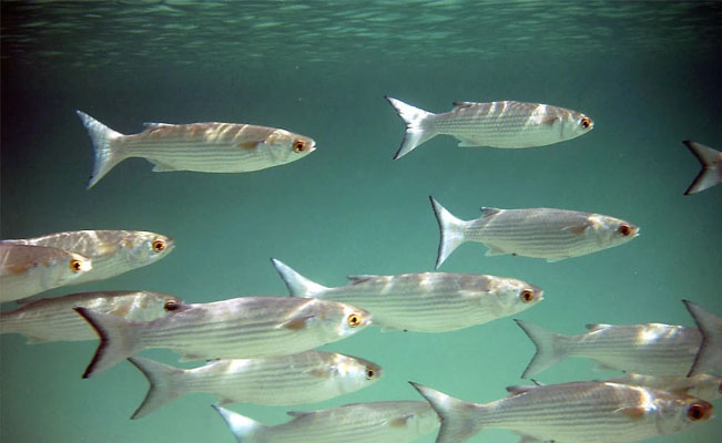  Lluvias generan un repunte en la pesca de especies en el litoral del Golfo de México