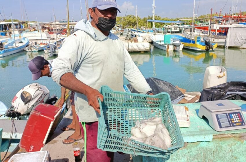  Hay pulpo por Progreso; esperan que la marea roja en Yucatán ceda