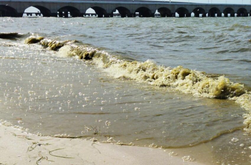  Marea roja en Yucatán: manchón entre El Cuyo y Las Coloradas mantiene en alerta a pescadores