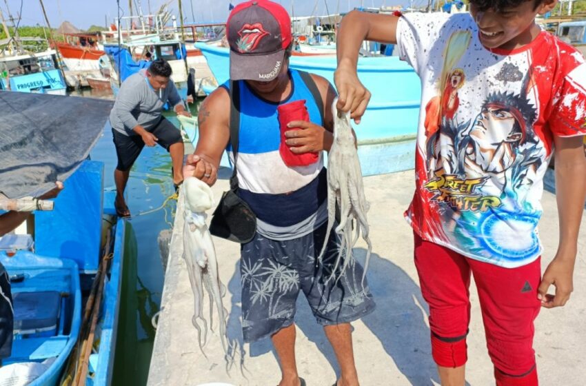  Marea roja en Yucatán no impide millonaria derrama con la ''pulpeada''