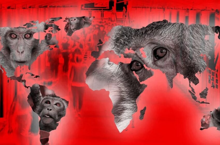  Viruela de mono: OMS reporta 62.000 casos en 105 países | La Verdad Noticias