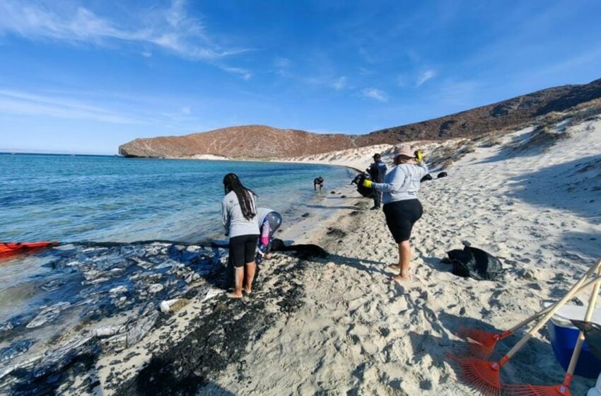  Inicia extracción de yate que contaminó playa Balandra en Baja California Sur – El Universal