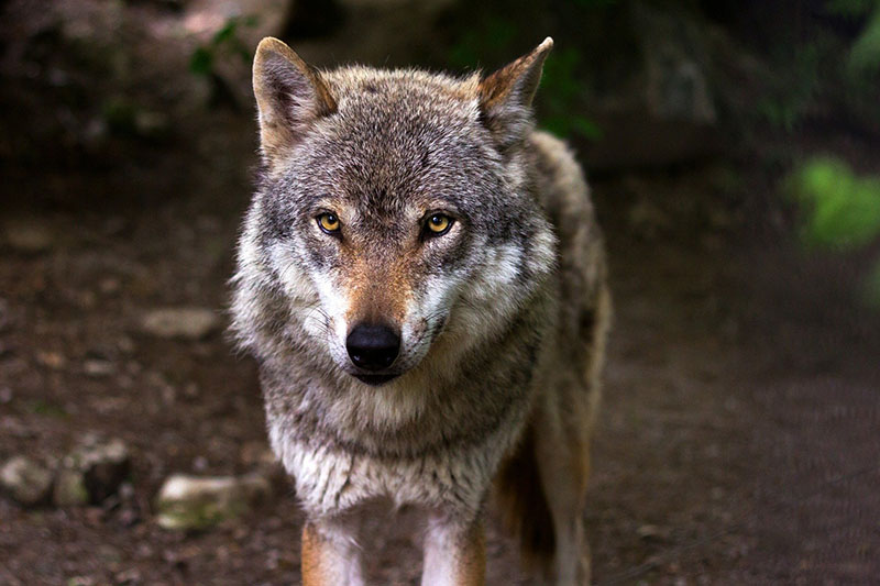  COAG Castilla y León solicita a Medio Ambiente la extracción de ejemplares de lobo ante la …