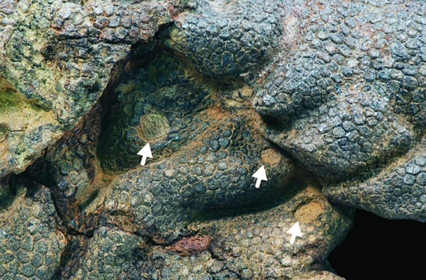  La piel momificada de un dinosaurio muestra marcas de mordedura de un cocodrilo antiguo