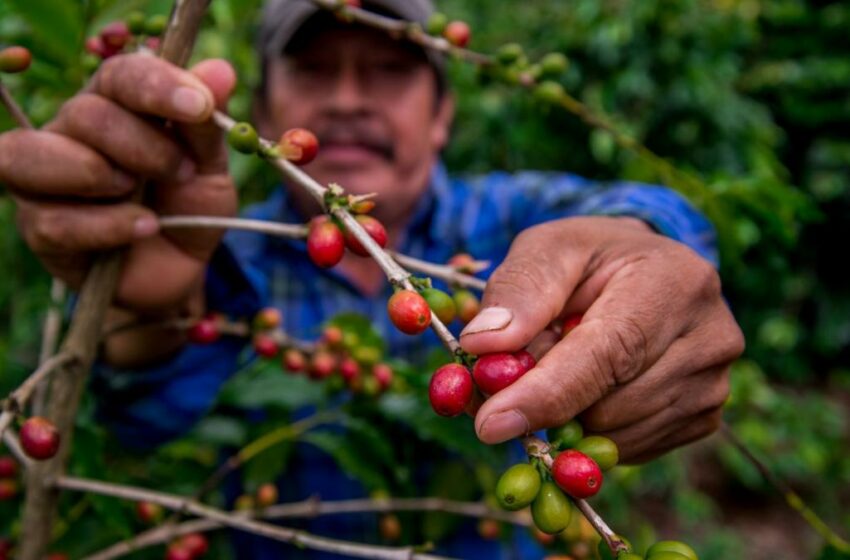  Ofrecen el campo y los mares mexicanos alimentos sanos, nutritivos y asequibles a la población