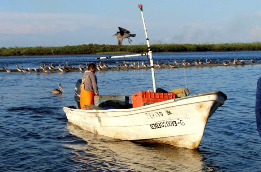  Arranca Programa Estatal de Ordenamiento Pesquero y Acuícola – Tribuna de Los Cabos