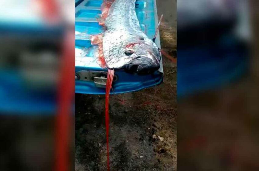  VIDEO. ¿Mal presagio? Capturan pez remo entre Sonora y Sinaloa – Diario del Yaqui