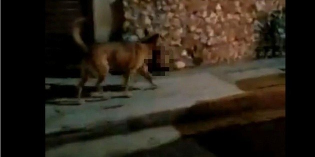  Inicia proceso para identificar cabeza humana "paseada" por perro