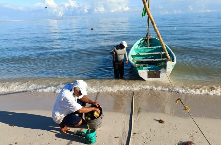  Aún con cordonazo de San Francisco de Asís, confían en una buena pulpeada en Progreso