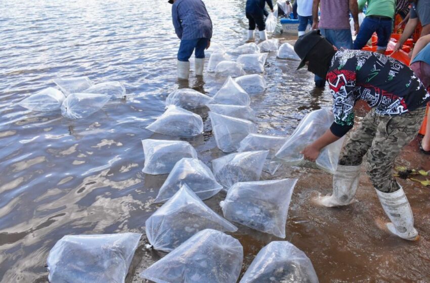  Siembran medio millón de alevines de tilapia en la presa “El Salto” | Radio Fórmula