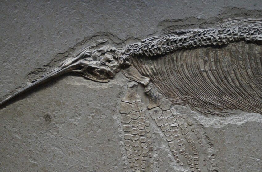  Hallan los restos de un dinosaurio parecido a un avestruz de más de 800 kilos