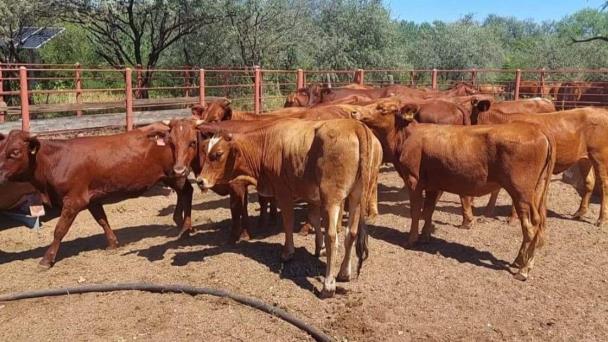  Lluvias al sur de Sonora dan esperanzas al sector ganadero – Expreso
