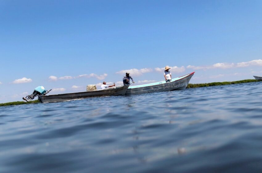  Pescadores del puerto de Altata, en Navolato, se autovedan por baja captura de camarón – Debate