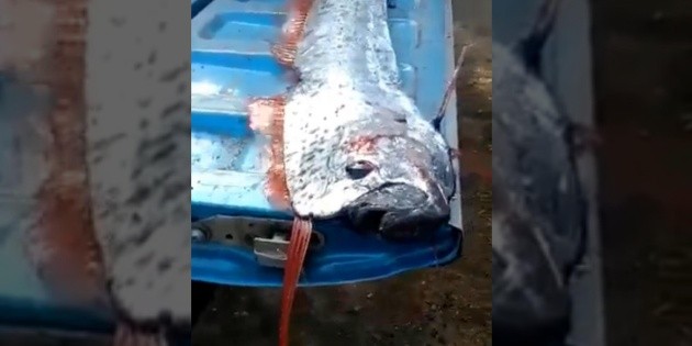  Capturan en Sinaloa un pez remo, asociado con terremotos (VIDEO)