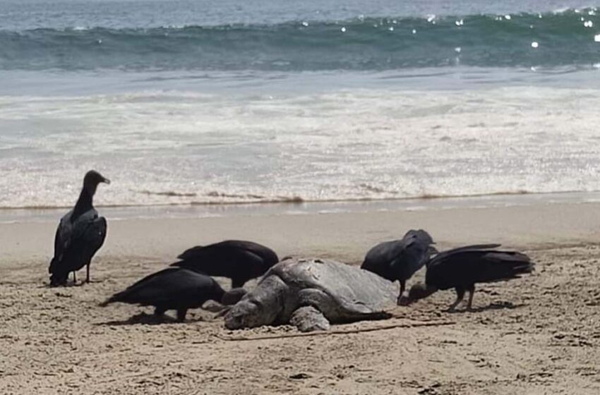  Salina Cruz, cementerio de peces, aves y tortugas – El Imparcial de Oaxaca