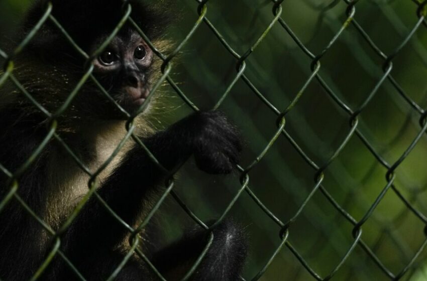  Refugio rehabilita a animales silvestres en Panamá – San Diego Union-Tribune en Español