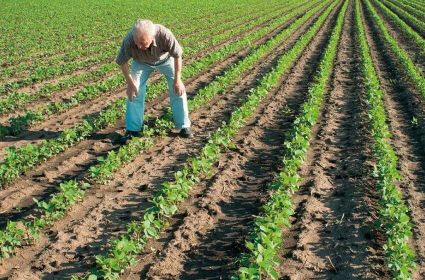  Ve IP un sector agro con deficiencias en 2022 – La Razón de México