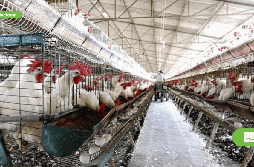  Colocan cerco sanitario de emergencia en Sonora por gripe aviar – Noticias – El Mexicano