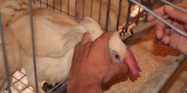  Gripe aviar H5N1: Inicia vacunación de millones de aves en Jalisco | El Informador