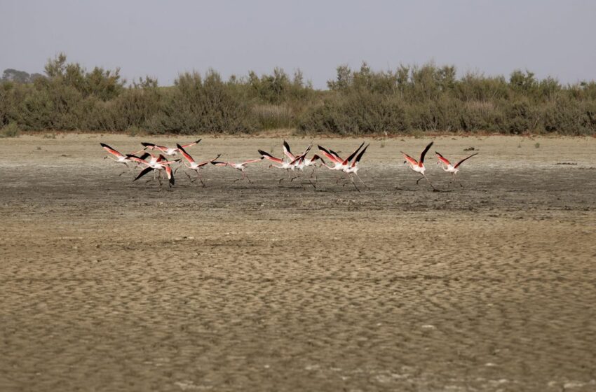  Gobierno y Junta chocan por Doñana mientras se agrava el deterioro ecológico – EL PAÍS