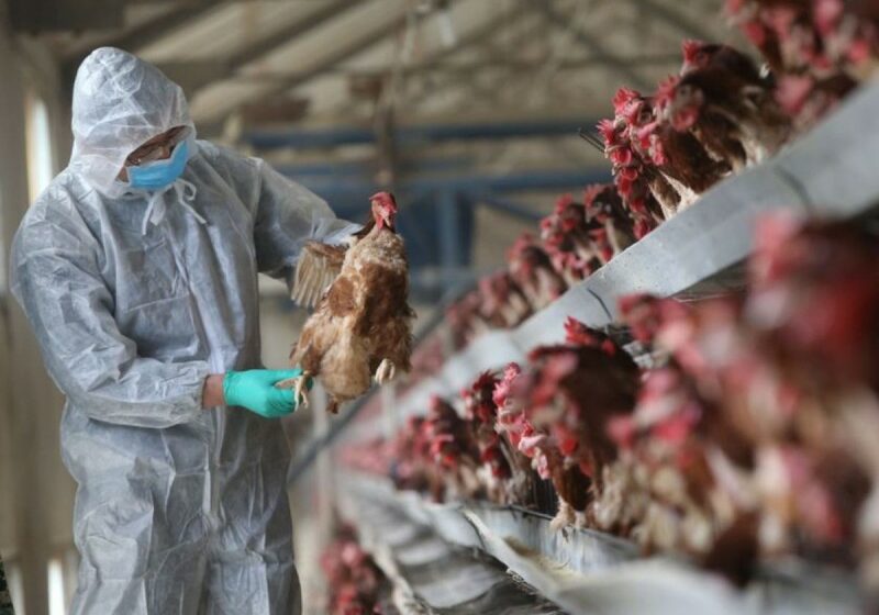  Senasica pone en cuarentena granjas de Sonora y NL por gripe aviar – Cafe Negro Portal