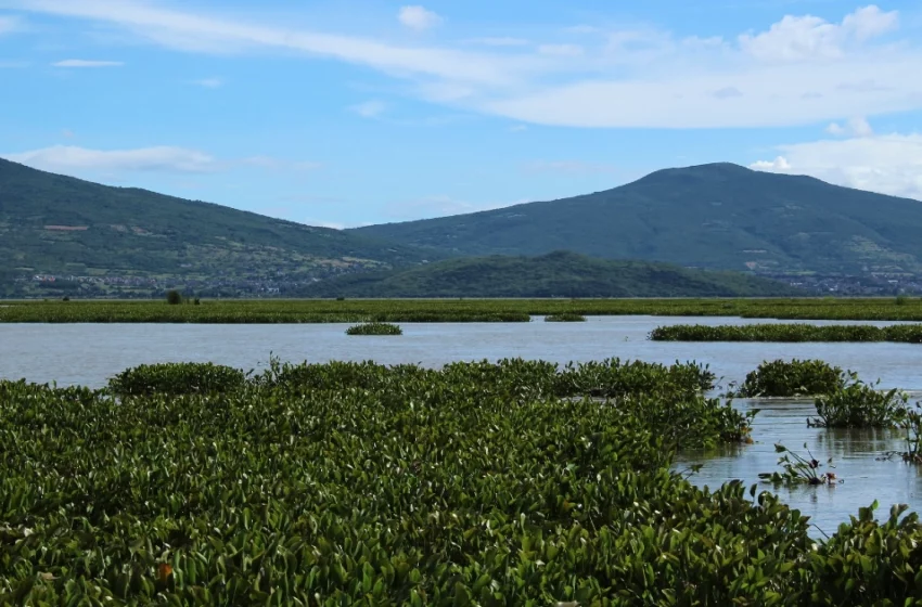  Desaparece Laguna de Yuriria debido al lirio; pescadores preocupados – Periódico Correo