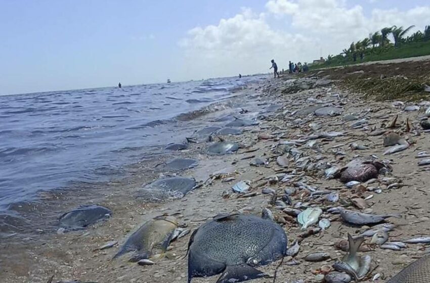  Marea Roja en Yucatán dejó sin trabajo a pescadores hasta por un mes – Noticaribe