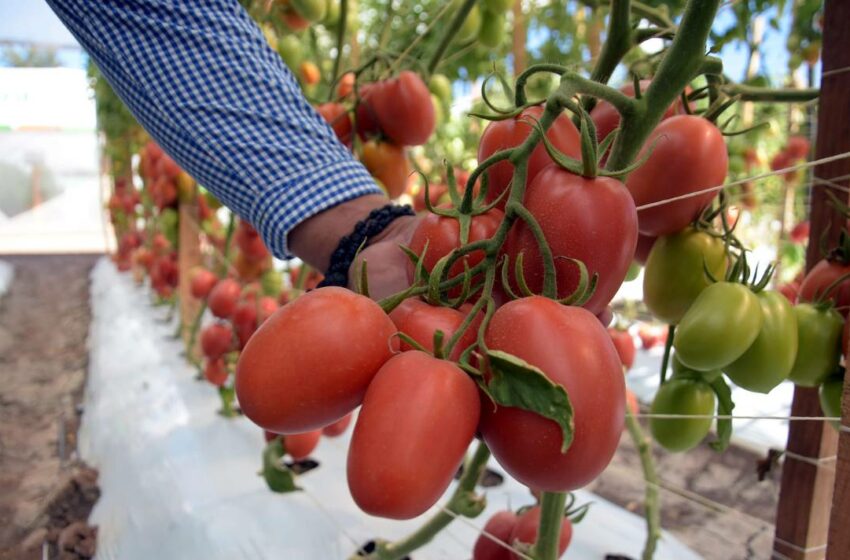  Producir alimentos con menos recursos, el reto y el futuro – El Sol de Irapuato