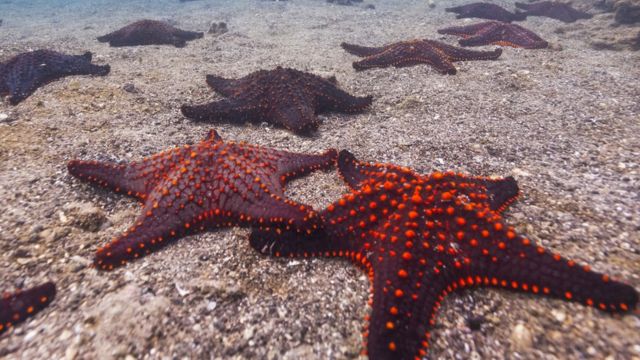 Estrellas de mar