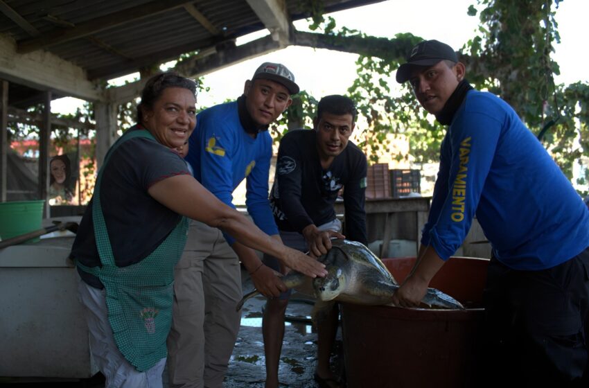  Continúa pesca incidental en Tonalá, Chiapas: “Regina”, una tortuga marina sobreviviente