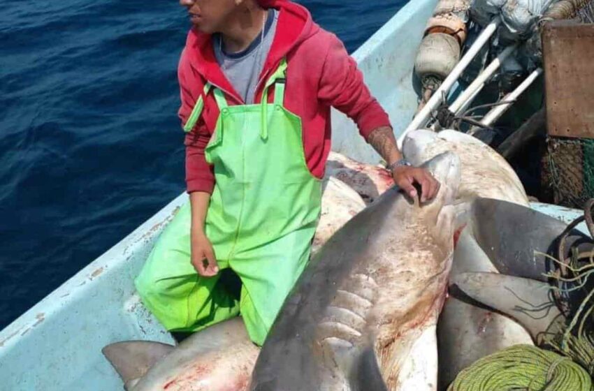  Repunta la pesca de tiburones – La Tarde de Reynosa