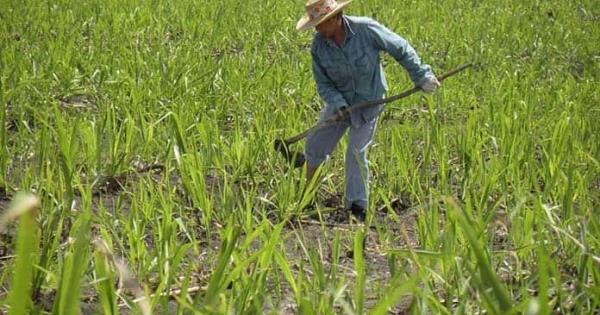  IICA advierte necesidad de garantizar ingresos dignos para los agricultores – Pulso SLP