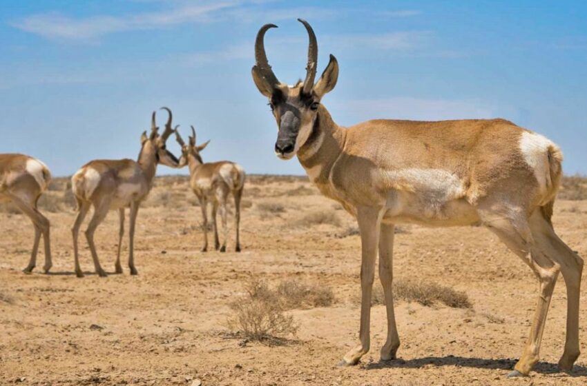  El berrendo, el hermoso antílope que se extiguió en Guanajuato – La Silla Rota