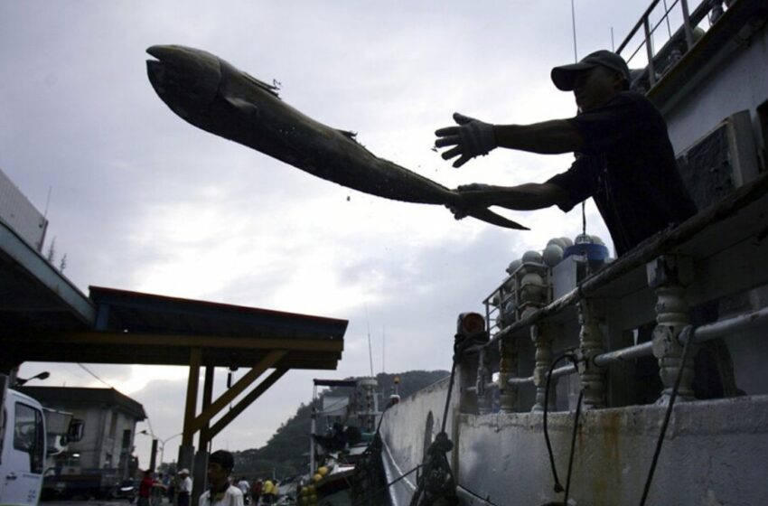  Superan muertes ligadas a pesca las 100 mil al año | Periodico El Vigia